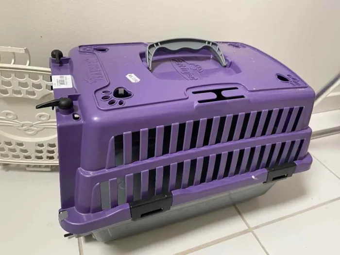 Gato raça Não definida idade 2 a 6 meses nome Chosen