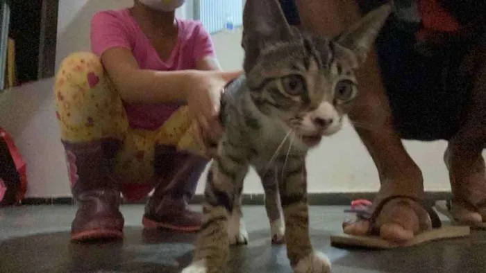 Gato raça Não definida idade 2 a 6 meses nome Chosen