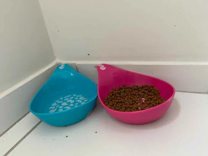 Gato raça Não definida idade 2 a 6 meses nome Chosen