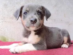 Cachorro raça  idade 2 a 6 meses nome Rochelle Bebezinha