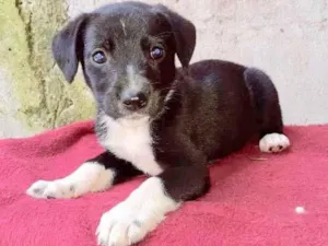 Cachorro raça  idade 2 a 6 meses nome Rayka Bebezinha