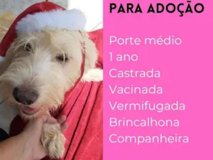 Cachorro raça Mix poodle idade 1 ano nome Ivy