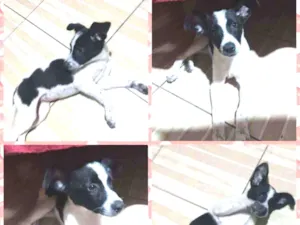 Cachorro raça Sem raça definida idade 2 a 6 meses nome Liz