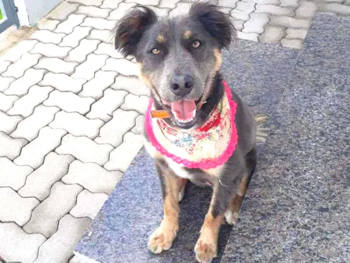Cachorro ra a SRD idade 1 ano nome Mika