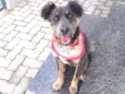 Mika