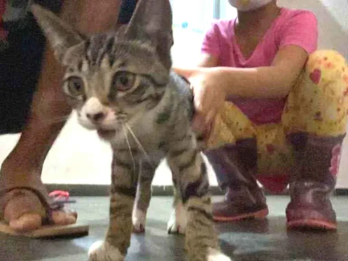 Gato raça Não definida idade 2 a 6 meses nome Chosen