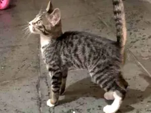 Gato raça Não definida idade 2 a 6 meses nome Chosen