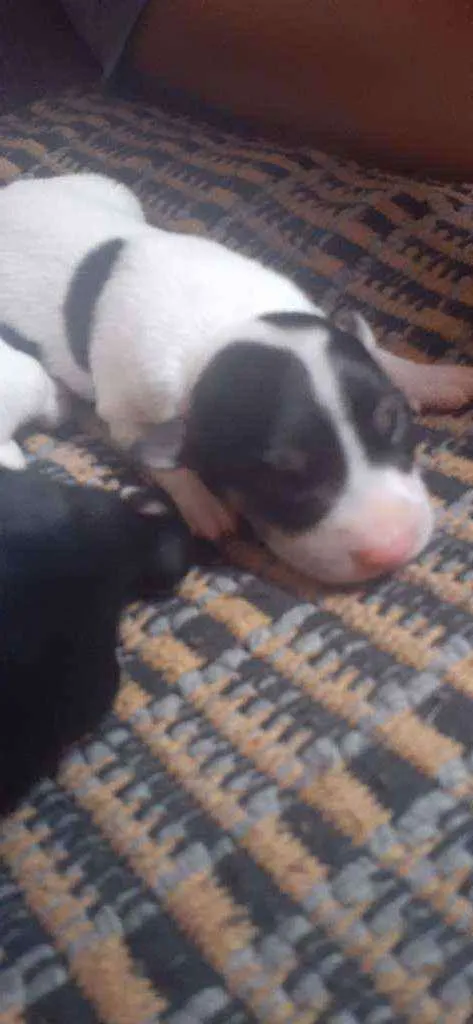 Cachorro raça Indefinida  idade Abaixo de 2 meses nome Não  tem