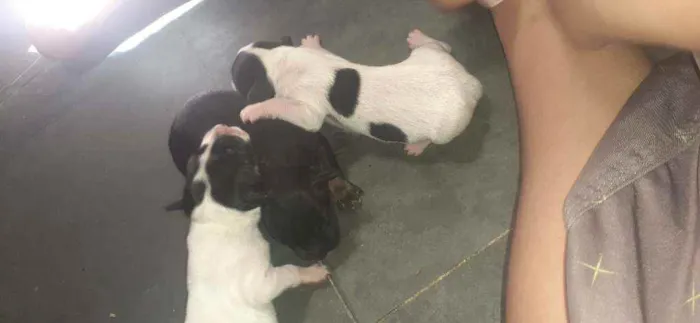 Cachorro raça Indefinida  idade Abaixo de 2 meses nome Não  tem