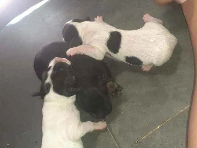 Cachorro raça Indefinida  idade Abaixo de 2 meses nome Não  tem