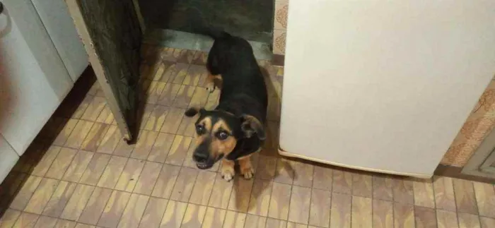 Cachorro ra a SRD  idade 6 ou mais anos nome Pirulito 