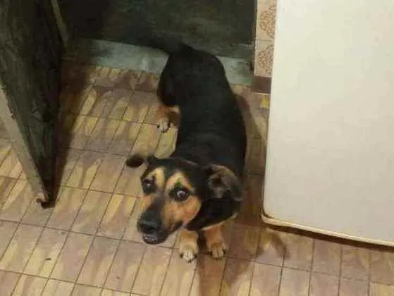 Cachorro ra a SRD  idade 6 ou mais anos nome Pirulito 