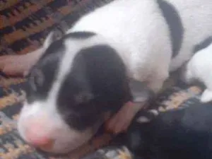 Cachorro raça Indefinida  idade Abaixo de 2 meses nome Não  tem