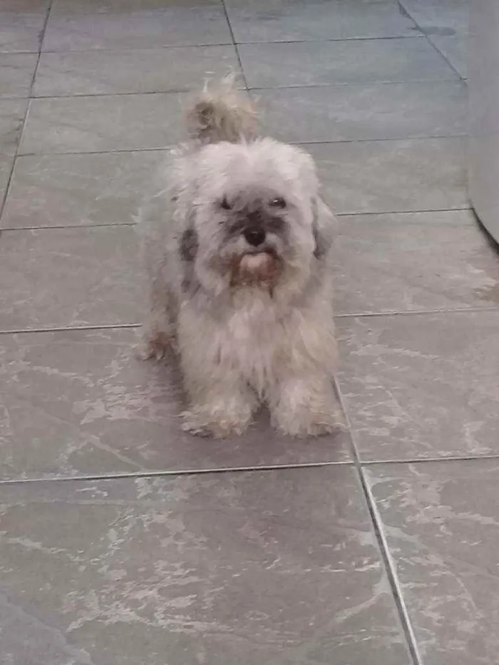 Cachorro ra a Shih-tzu/cokee idade 7 a 11 meses nome Luker