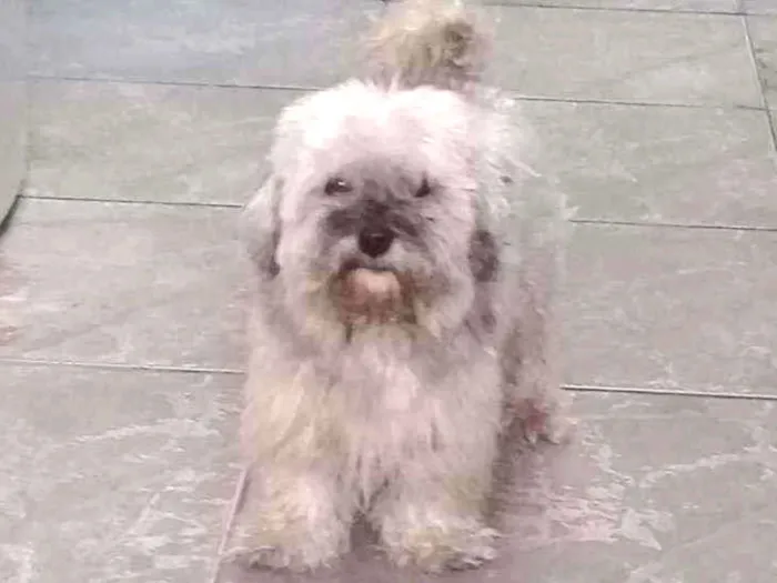 Cachorro ra a Shih-tzu/cokee idade 7 a 11 meses nome Luker