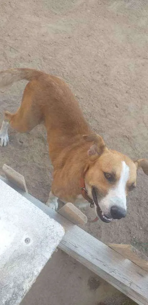 Cachorro ra a Viralata idade 5 anos nome Pépe