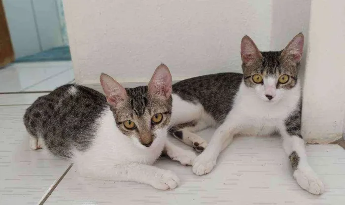 Gato raça SRD idade 2 a 6 meses nome Sem nome