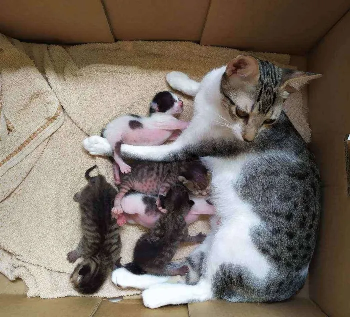 Gato raça SRD idade Abaixo de 2 meses nome Sem nome