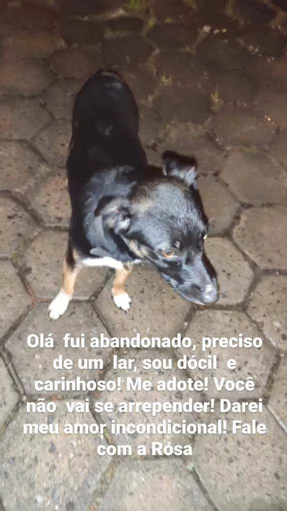 Cachorro ra a Srd idade 1 ano nome Sem nome