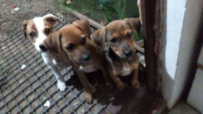 Cachorro ra a  idade 2 a 6 meses nome Não tem nome