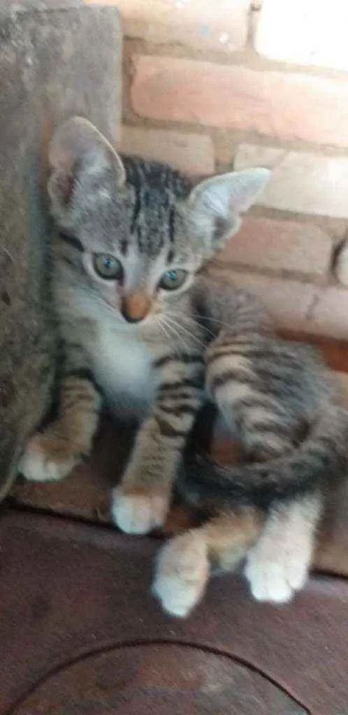 Gato ra a Viralata idade 2 a 6 meses nome Sem nome