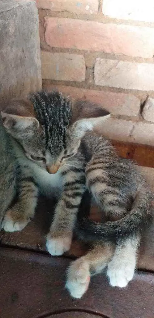 Gato ra a Viralata idade 2 a 6 meses nome Sem nome