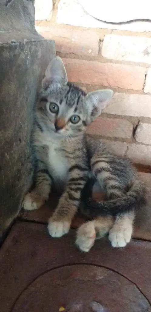 Gato ra a Viralata idade 2 a 6 meses nome Sem nome