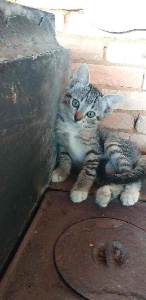 Gato ra a Viralata idade 2 a 6 meses nome Sem nome
