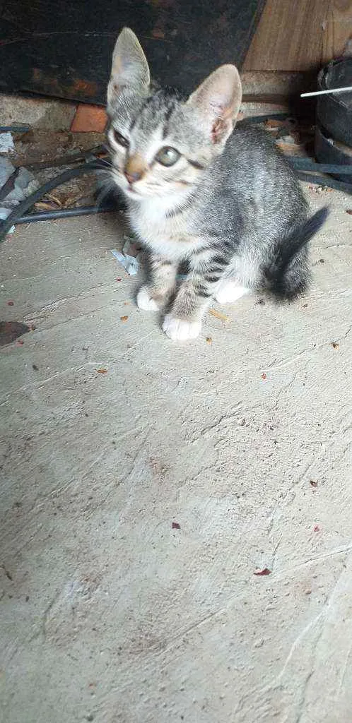 Gato ra a Viralata idade 2 a 6 meses nome Sem nome