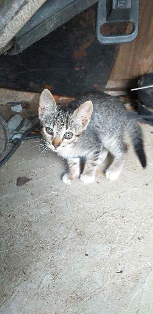 Gato ra a Viralata idade 2 a 6 meses nome Sem nome