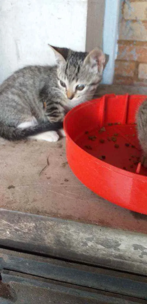 Gato ra a Viralata idade 2 a 6 meses nome Sem nome