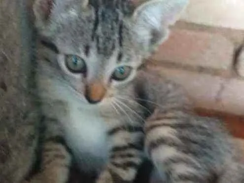 Gato ra a Viralata idade 2 a 6 meses nome Sem nome