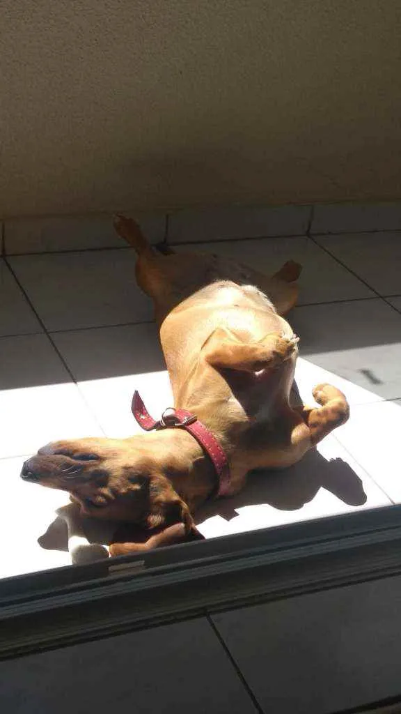 Cachorro ra a Vira-lata idade 3 anos nome Mel