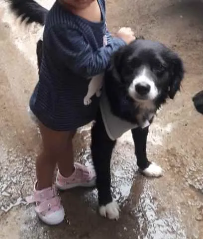 Cachorro ra a SRD idade 2 anos nome Joaquim 