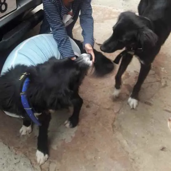 Cachorro ra a SRD idade 2 anos nome Joaquim 
