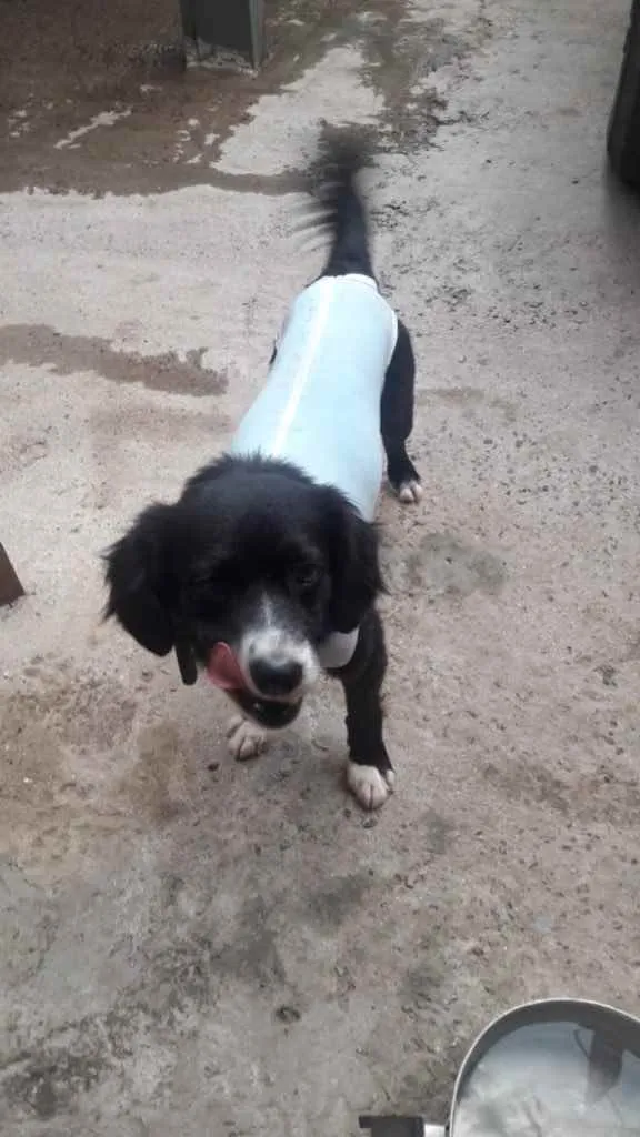 Cachorro ra a SRD idade 2 anos nome Joaquim 