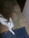 Princesa 