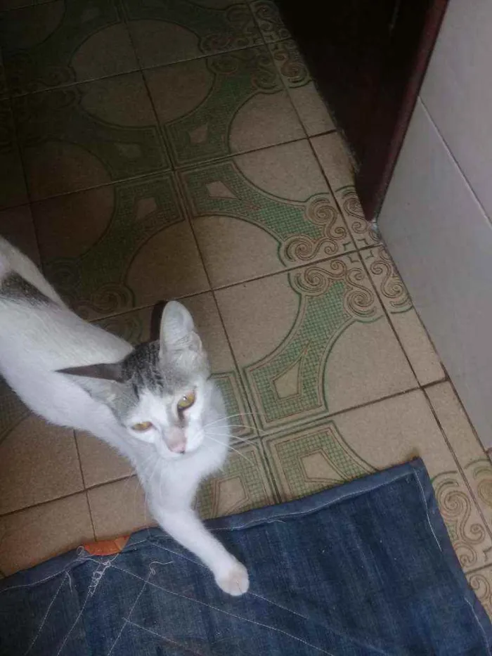 Gato raça Sem raca idade 2 anos nome Princesa 