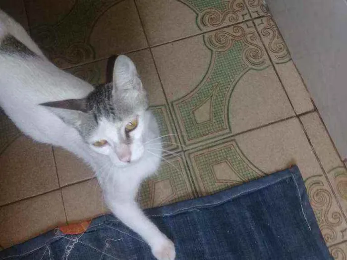 Gato raça Sem raca idade 2 anos nome Princesa 