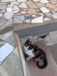 Oncinha 