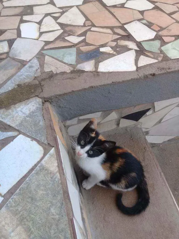 Gato raça Sem raca idade 2 a 6 meses nome Oncinha 