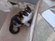 Oncinha 
