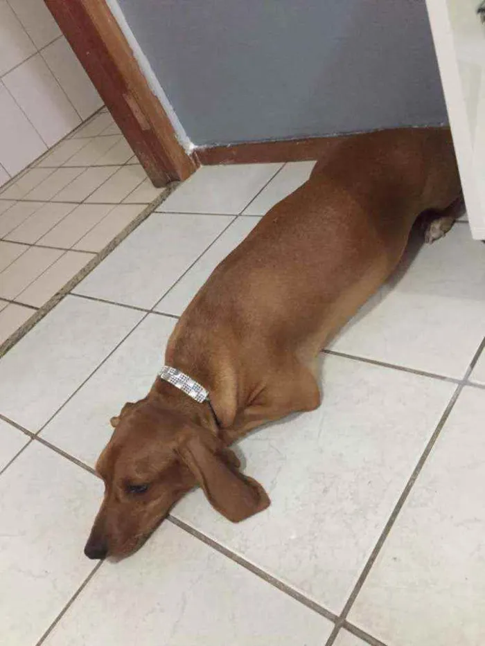 Cachorro ra a Vira-lata idade 3 anos nome Mel