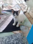 Princesa 