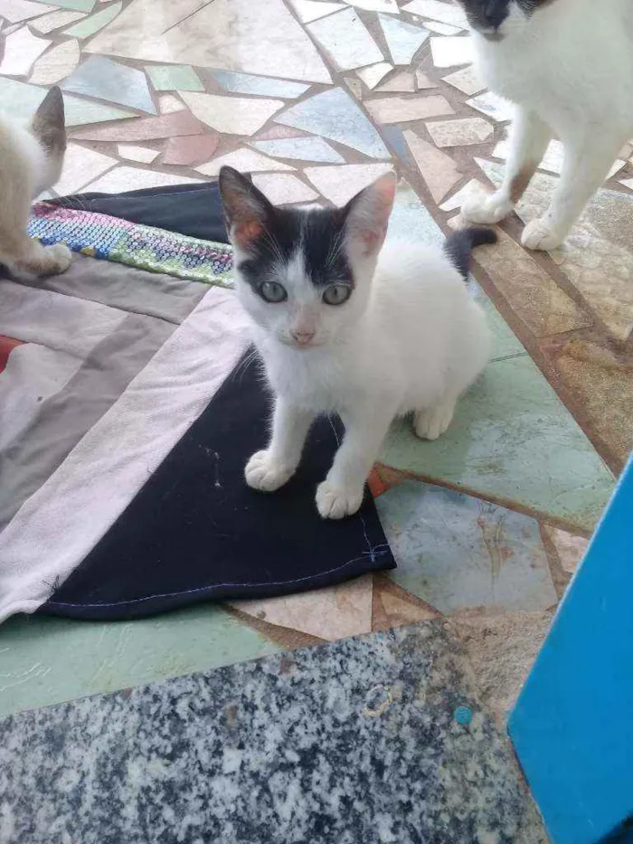 Gato raça Sem raca idade 7 a 11 meses nome Princesa 