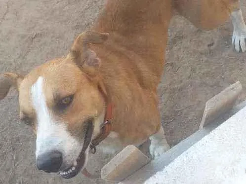 Cachorro ra a Viralata idade 5 anos nome Pépe