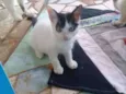 Princesa 