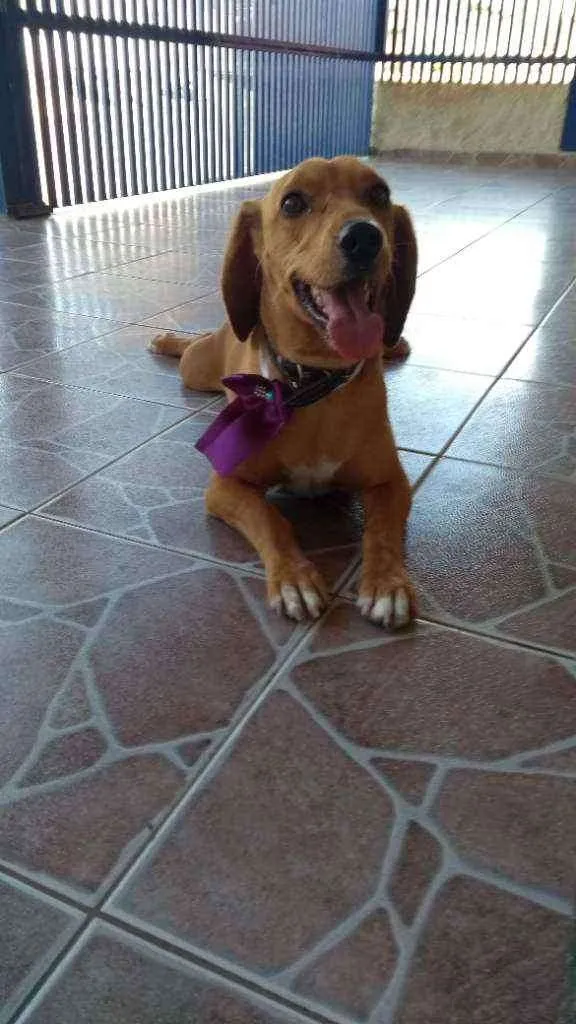 Cachorro ra a Vira-lata idade 3 anos nome Mel