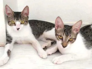 Gato raça SRD idade 2 a 6 meses nome Sem nome