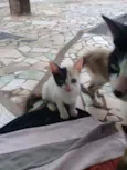 Piratinha 